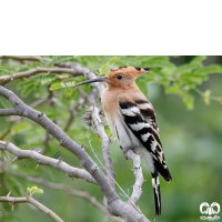 گونه هدهد Eurasian Hoopoe